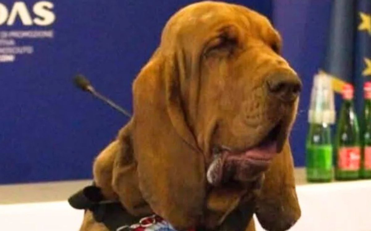 Cane Bruno