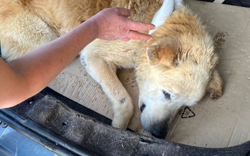 Astro gettato in un canale a Palermo