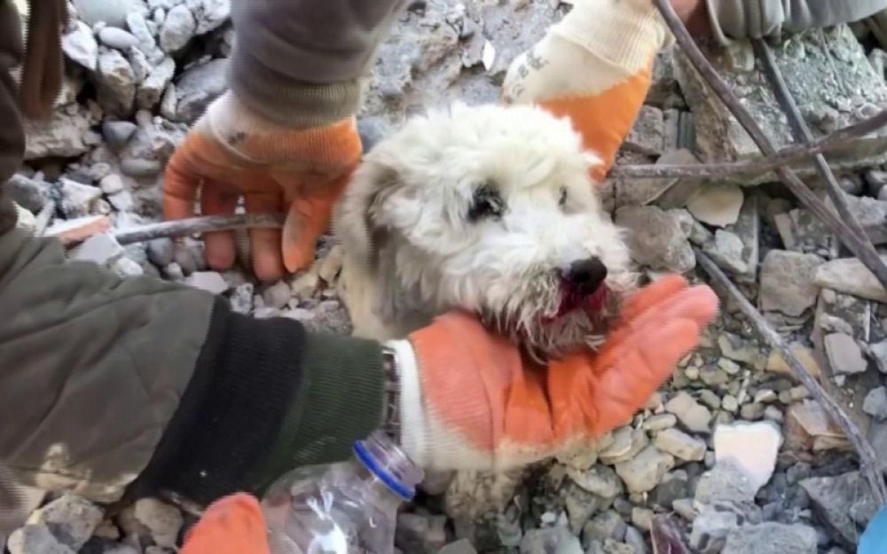 cane terremoto turchia