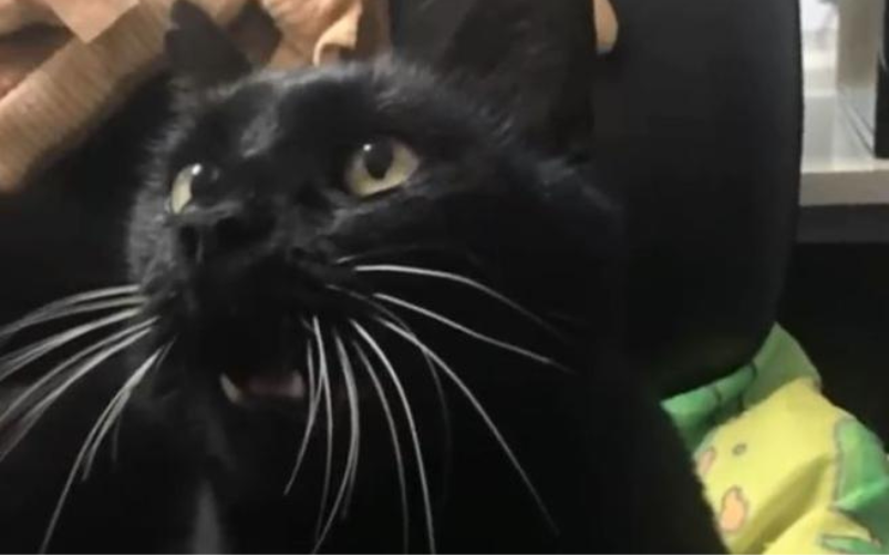Gatto Bernardo