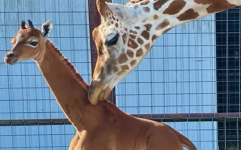giraffa senza macchie