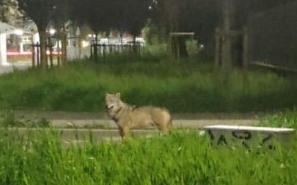 lupo-milano-abbiategrasso