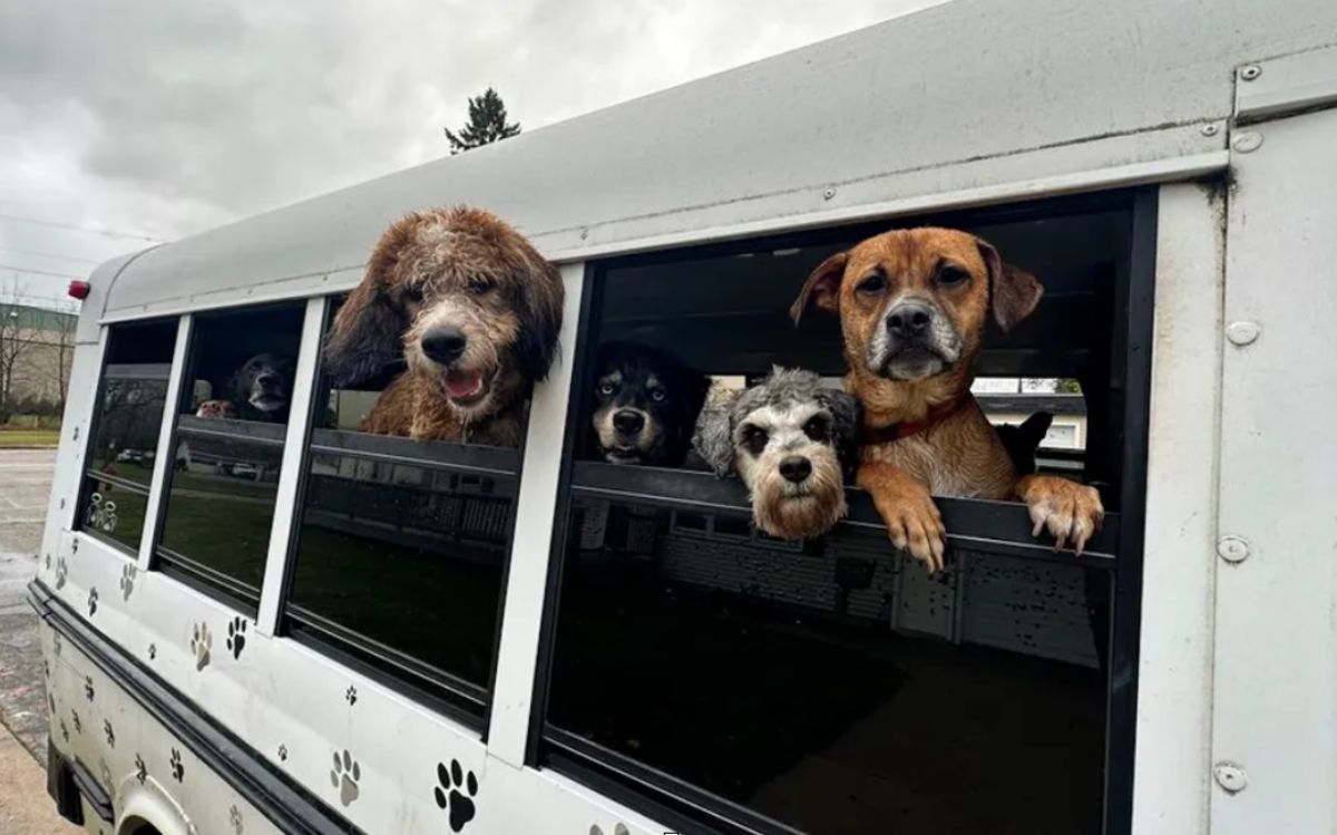 Scuolabus per cani