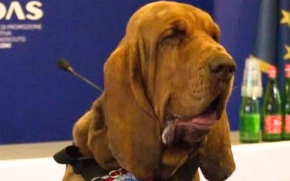 Cane Bruno
