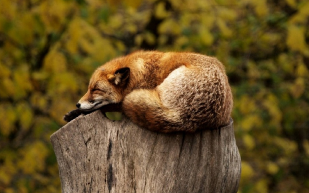 Tutela ambiente animali Costituzione