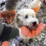 cane terremoto turchia